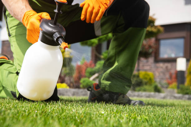 Best Wasp Removal Services  in Edcouch, TX