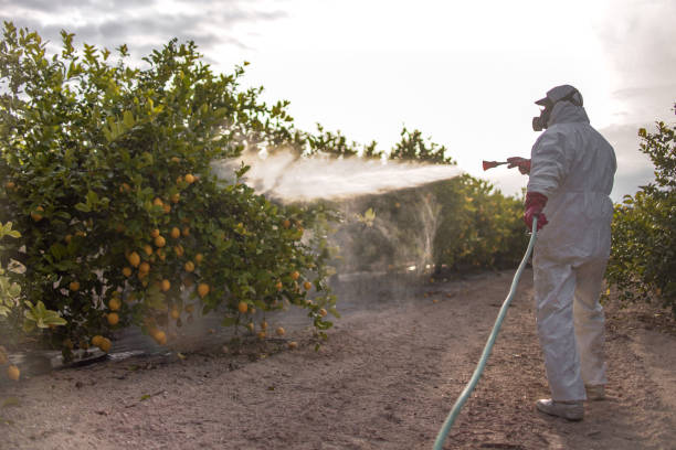 Best Wasp Removal Services  in Edcouch, TX