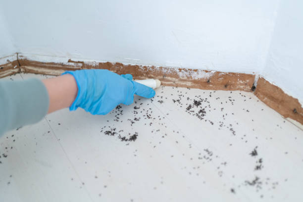 Best Mosquito Control Services  in Edcouch, TX
