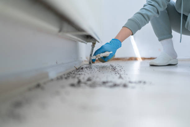 Flea Control Services in Edcouch, TX